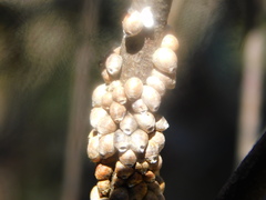 Eriococcus coriaceus