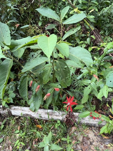 Passiflora miniata