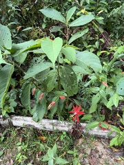 Passiflora miniata