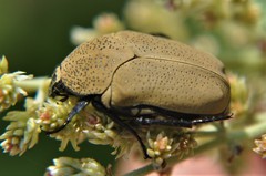 Hologymnetis cinerea