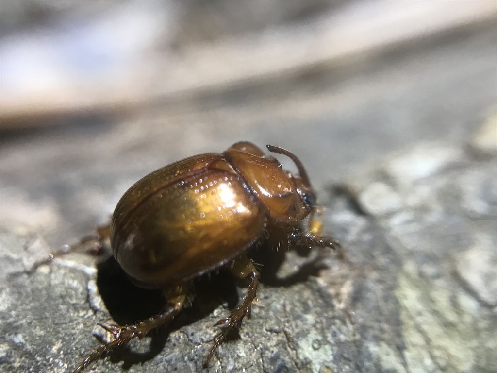 Odonteus darlingtoni