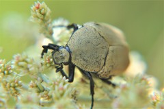 Hologymnetis cinerea