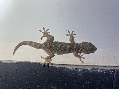 Yunnan Gecko