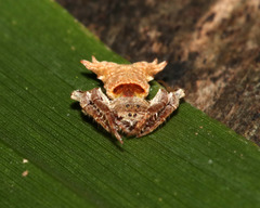Arkys dilatatus