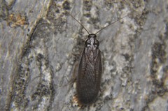 Latindia mexicanus