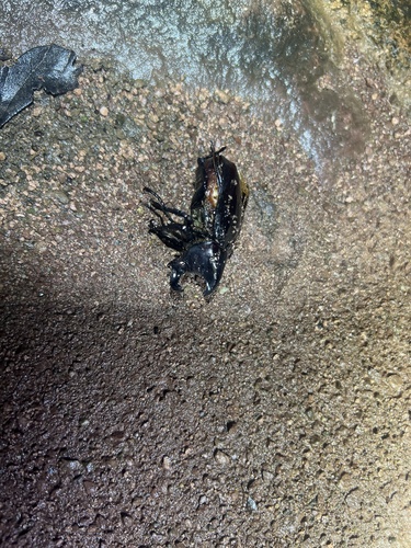 Siamese Rhinoceros Beetle