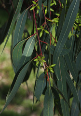 Eucalyptus blakelyi