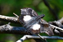 Theagenes aegides