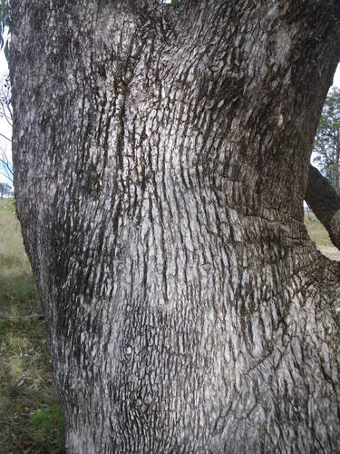 Eucalyptus bridgesiana, photograph 6