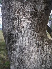 Eucalyptus bridgesiana, photograph (c) Lachlan Copeland, some rights reserved (CC BY-SA)