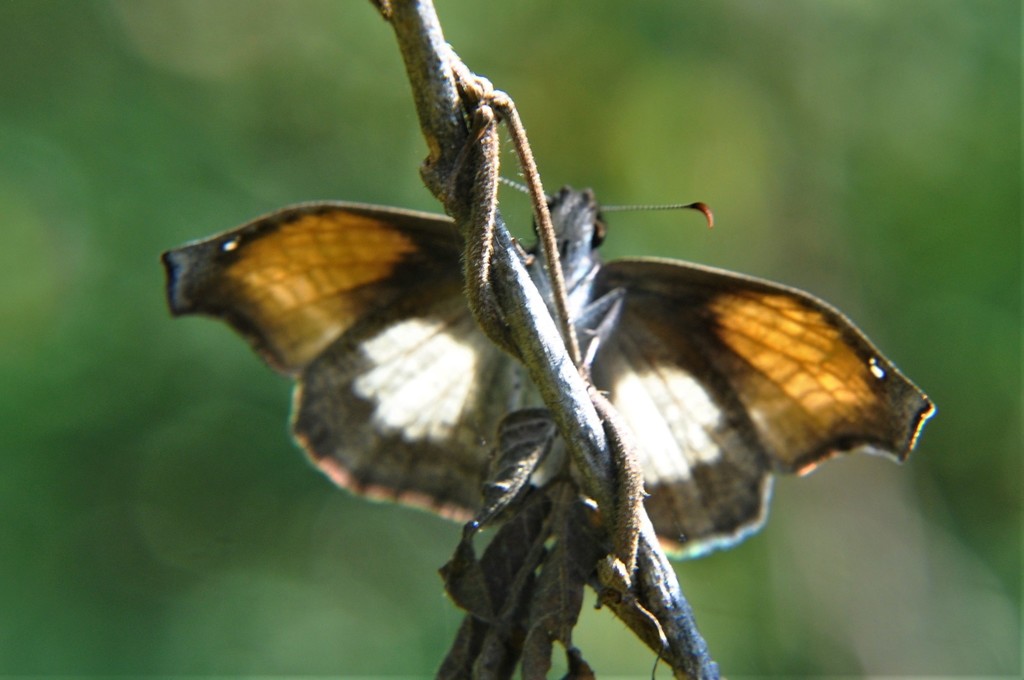 White-centred Bent Skipper