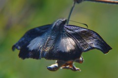 Theagenes aegides
