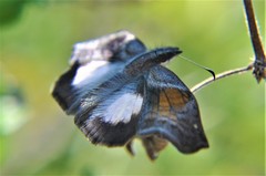 Theagenes aegides