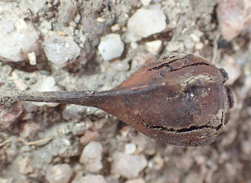 Ovenden's Ironbark (Eucalyptus caleyi)