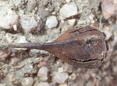 Eucalyptus caleyi