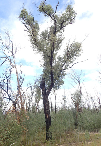 Eucalyptus caleyi, photograph 1