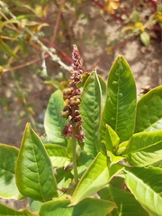 Phytolacca
