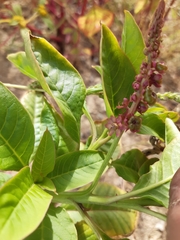 Phytolacca