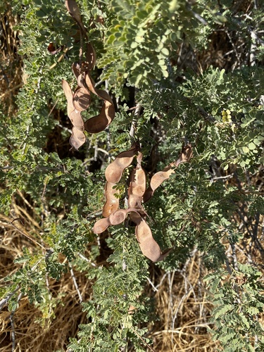 Acacia greggii, photographed by an iNaturalist contributor