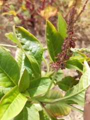 Phytolacca
