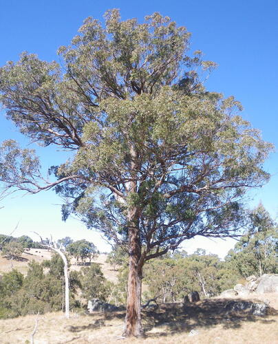 Eucalyptus caliginosa