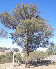 Eucalyptus caliginosa