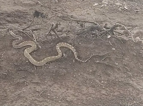 Gopher Snake