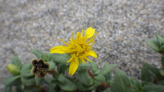 Pectis multiflosculosa