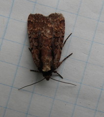 Eueretagrotis sigmoides