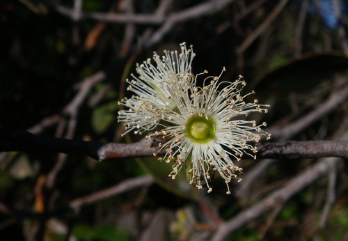 Heart-leaved Stringybark (Eucalyptus camfieldii)