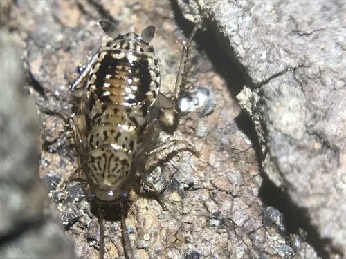 Small yellow cockroach photo 4