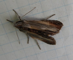 Cucullia convexipennis
