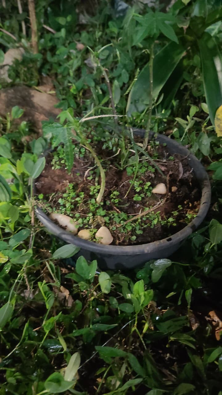 Carica papaya