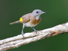 Conopophila albogularis