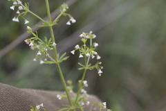 Galium mexicanum