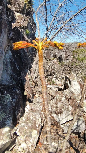 Paliavana plumerioides
