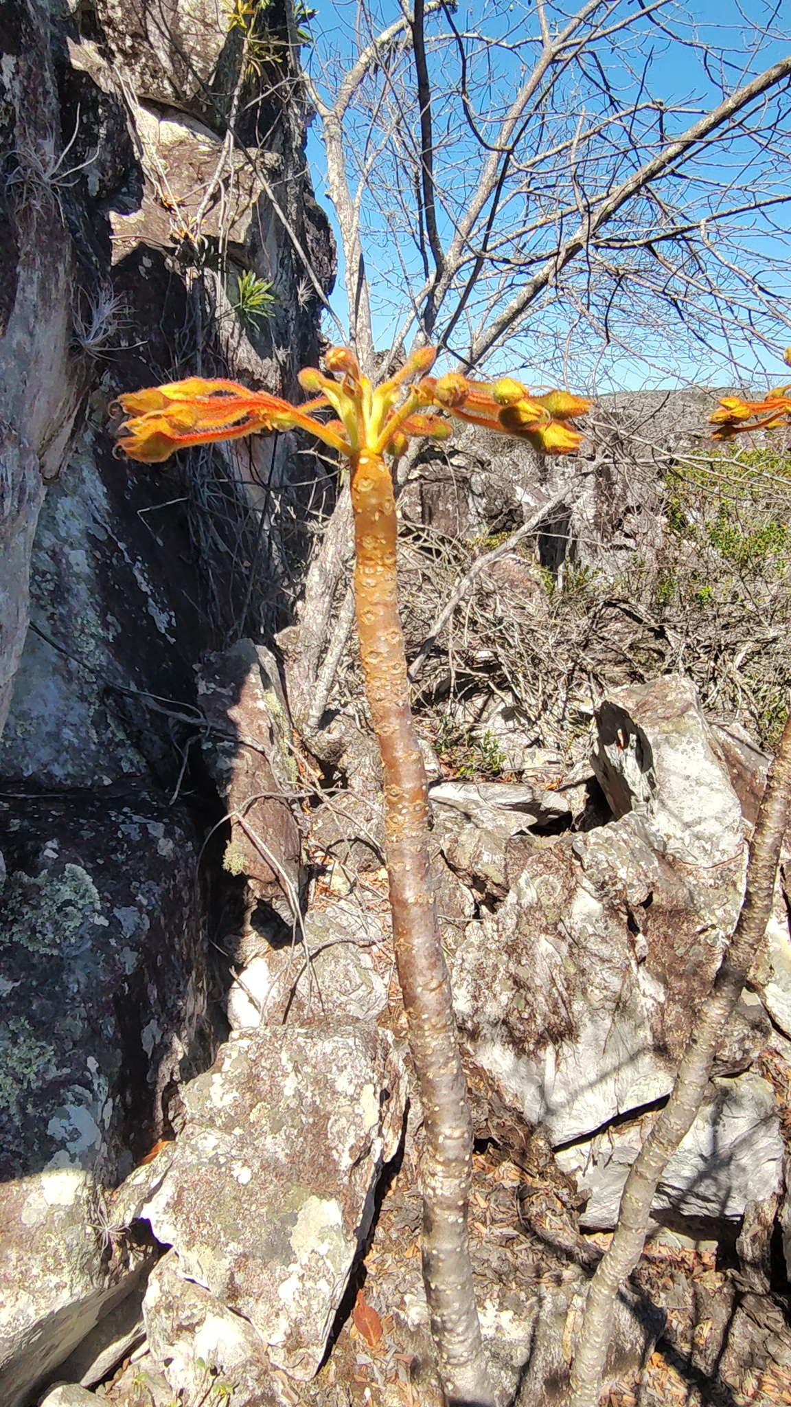 Paliavana plumerioides