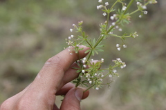 Galium mexicanum