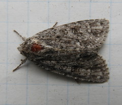 Acronicta impleta