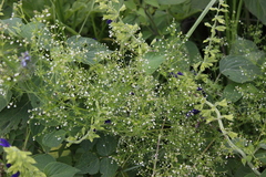 Galium mexicanum