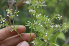 Galium mexicanum