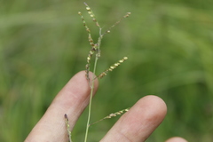 Paspalum tenellum