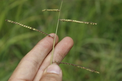 Paspalum tenellum