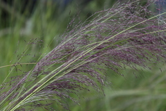 Muhlenbergia rigida