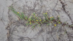 Pectis multiflosculosa