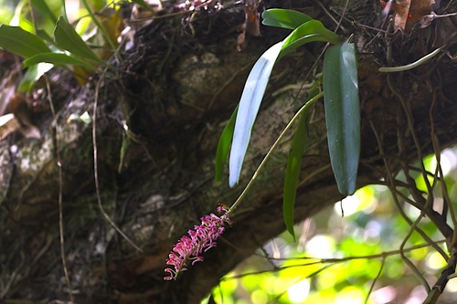 Robiquetia bertholdii observed 2025-08-01