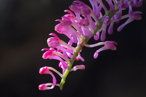 Robiquetia bertholdii observed 2025-08-01