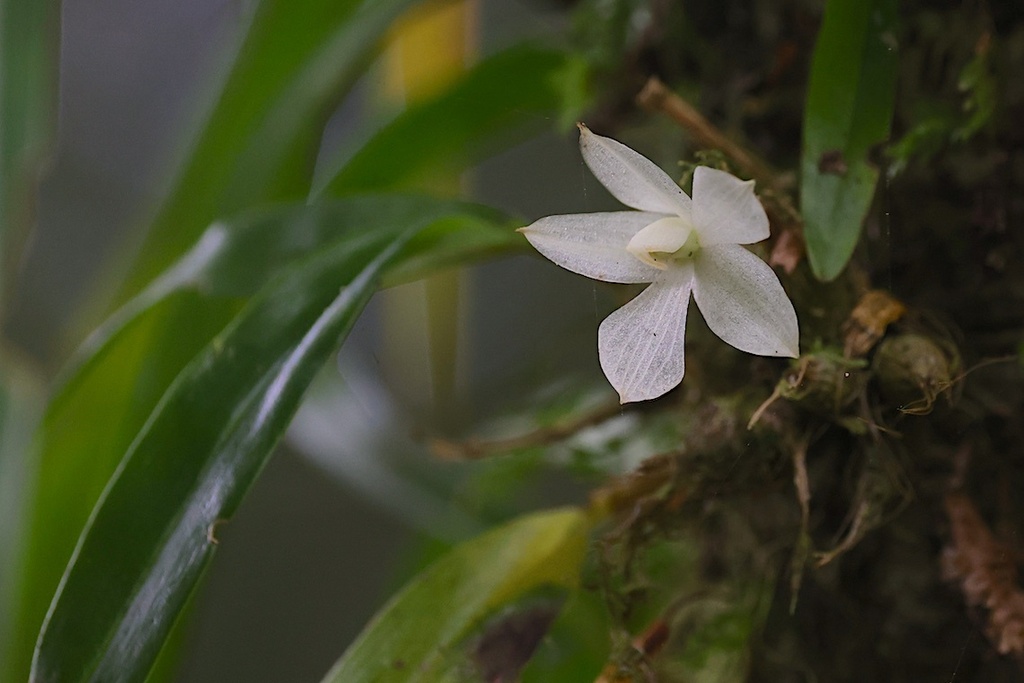 Dendrobium prasinum Lindl. 3