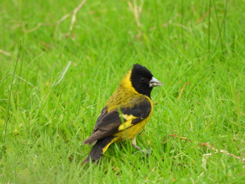 Black-headed Siskin (Spinus notatus), photo 6