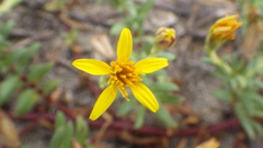 Pectis multiflosculosa